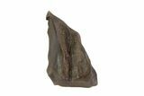 Triceratops Shed Tooth - Montana #93146-1